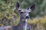 A deer (Image via Getty)